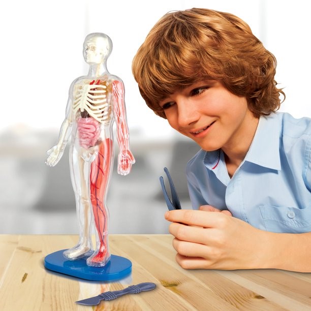 SmartLab Juguete didáctico Cuerpo Humano desmontable - imagen adicional