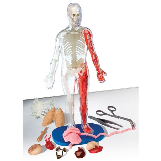 SmartLab Juguete didáctico Cuerpo Humano desmontable - imagen adicional