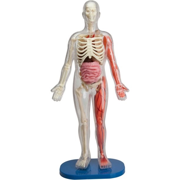 SmartLab Juguete didáctico Cuerpo Humano desmontable - imagen adicional