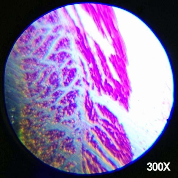 Amscope Kids set Microscopio - imagen adicional