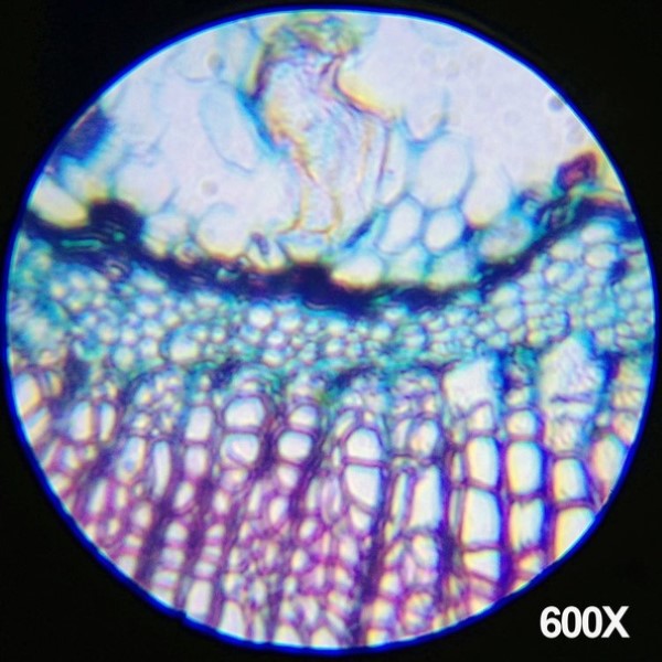 Amscope Kids set Microscopio - imagen adicional
