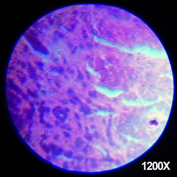 Amscope Kids set Microscopio - imagen adicional