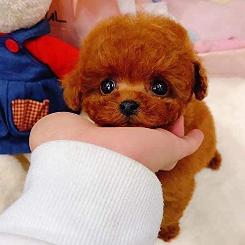 Peluche perrito realista - marrón - imagen adicional
